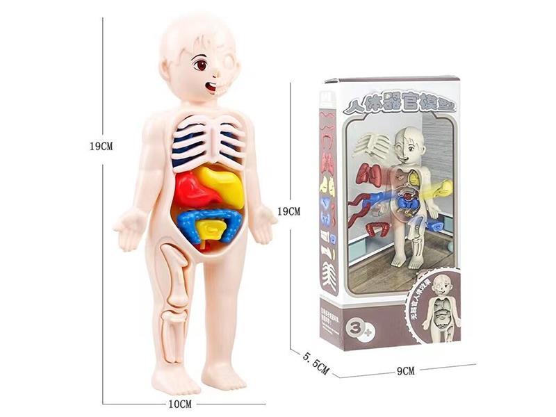 Human Organ Model