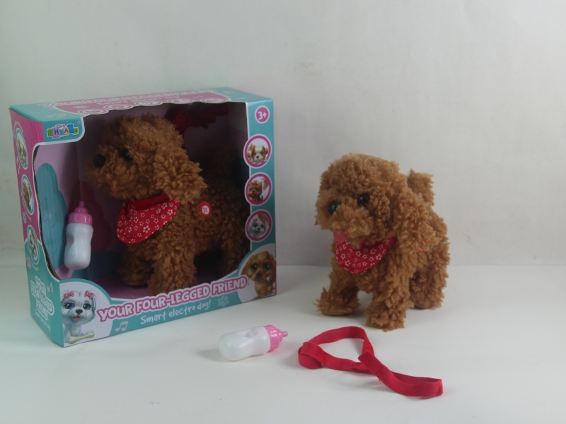 A Teddy Dog That Sucks Milk On A Leash