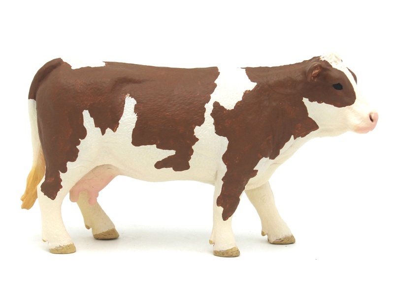Simmental Cattle