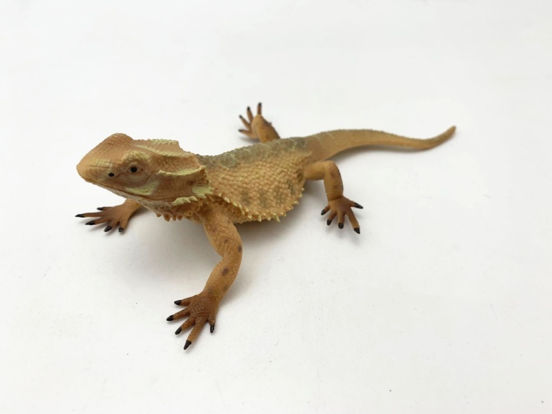 Lizard
