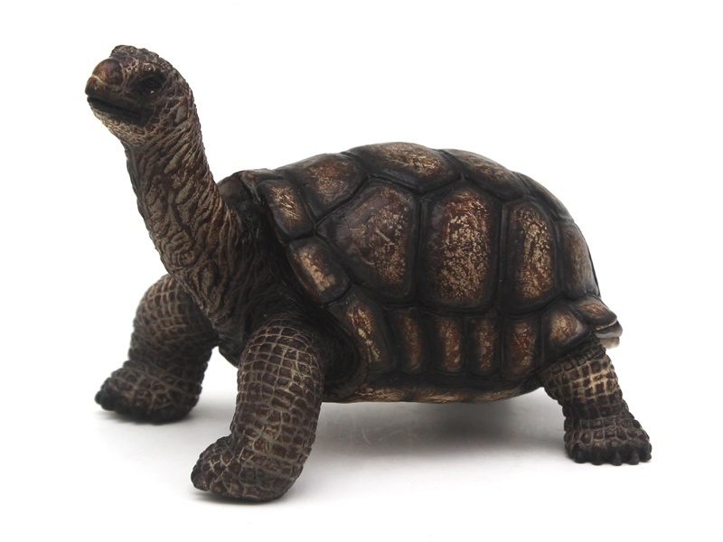 Tortoises (Black