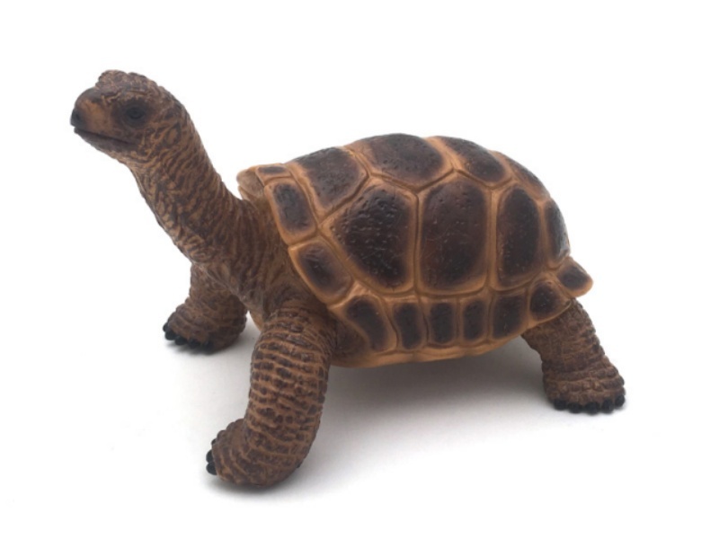 Tortoises (Brown)