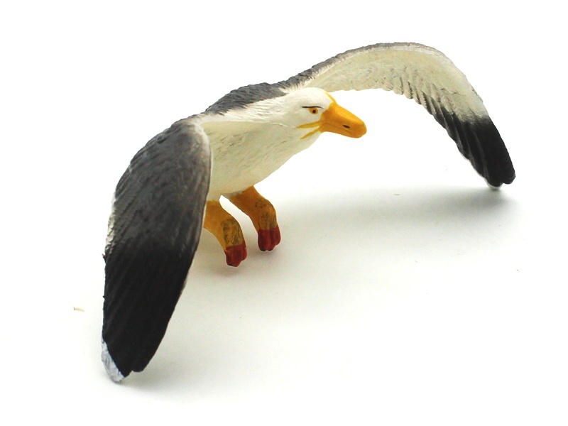 Seagull