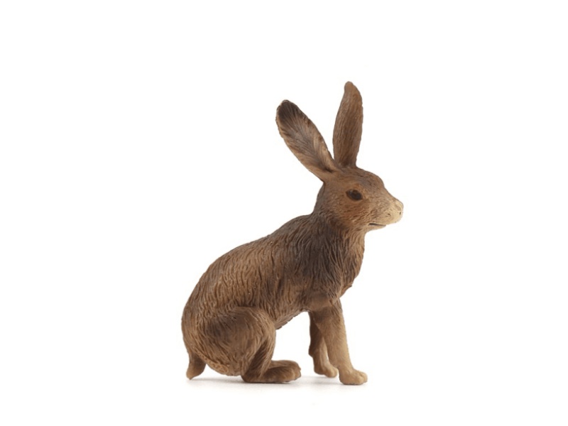 Hare