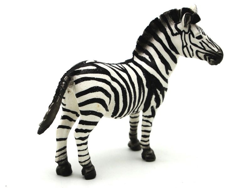 Male Zebra
