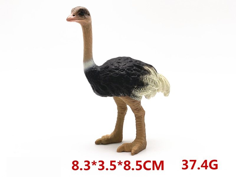 Female Ostrich