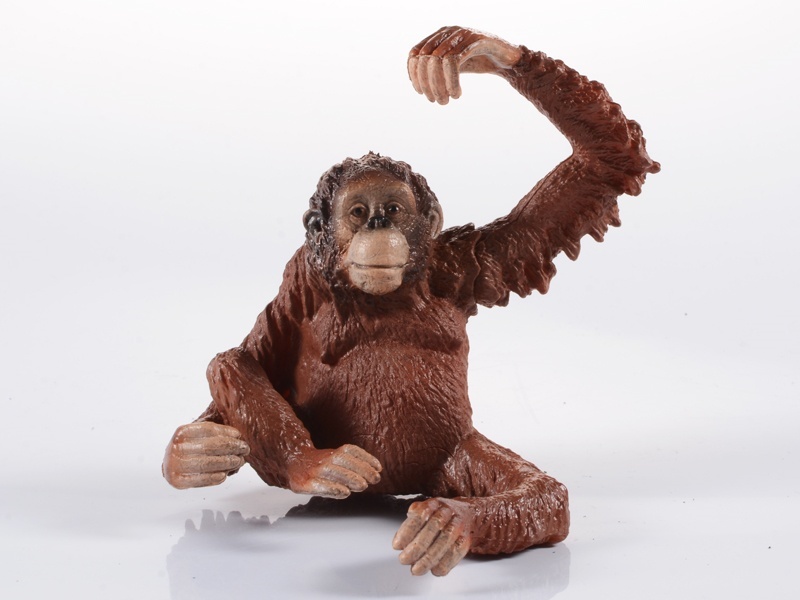 Female Orangutan