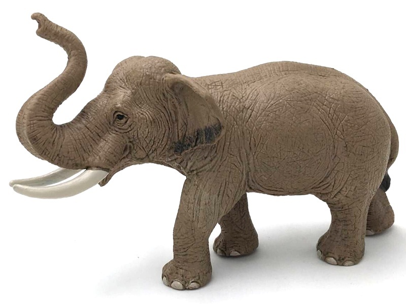 Male Asian Elephant