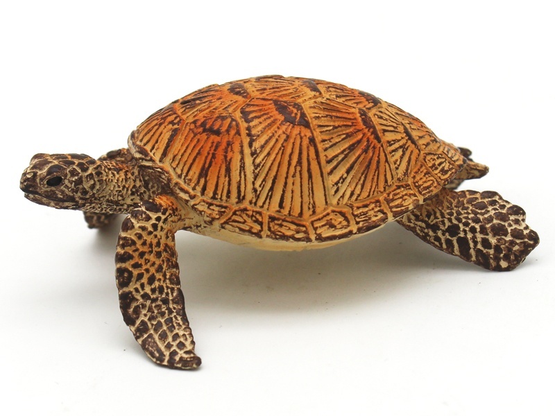 Sea Turtle