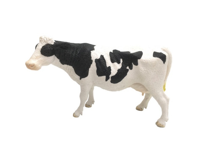 Dairy Cow