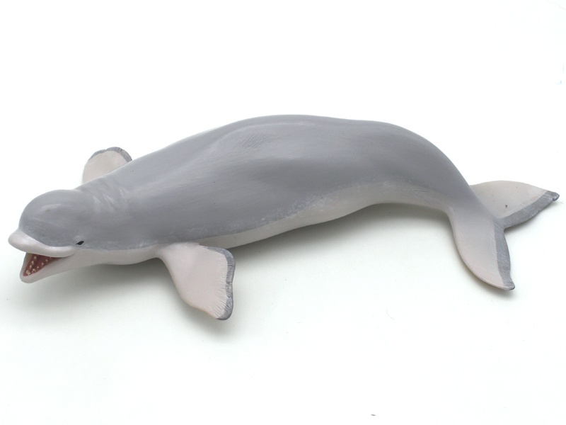 Beluga Whale