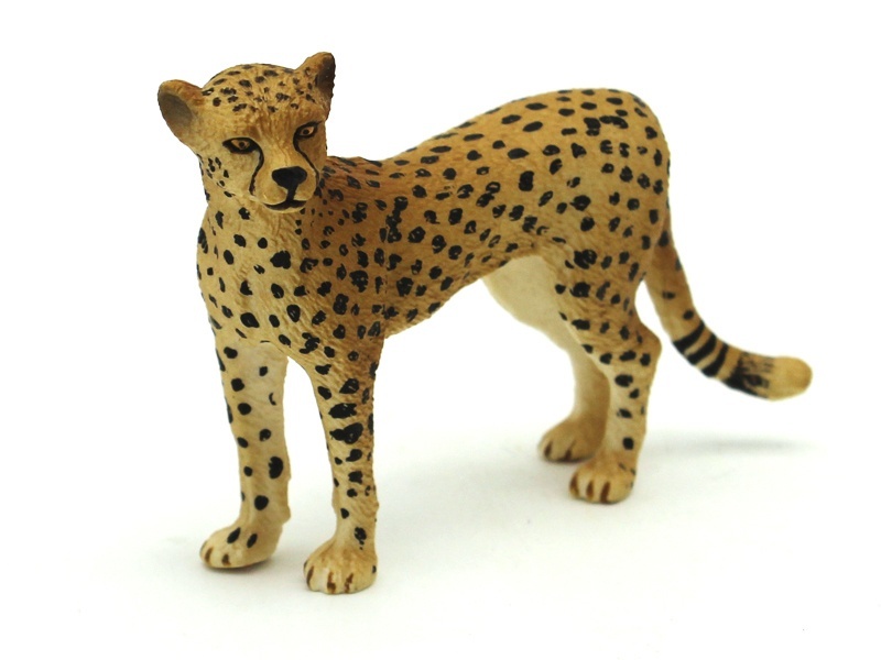 African Cheetah