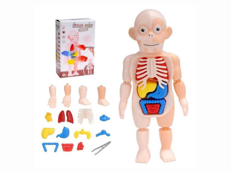 Diy Assembly Experiment Of Human Organ Structure For Early Education, Early Education Assembly Model Teaching Aids