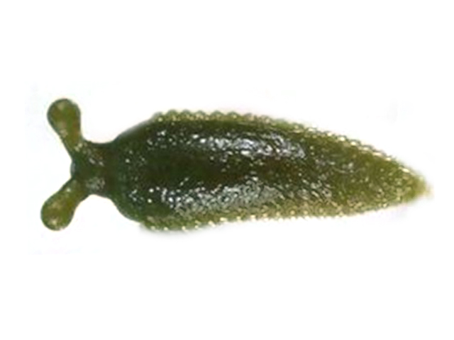 Soft Plastic Insect