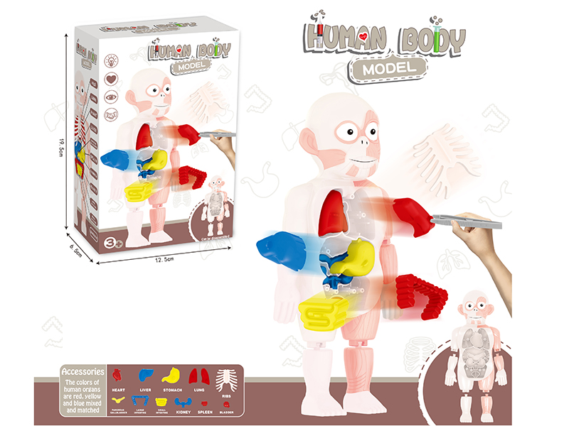 Human Body Model