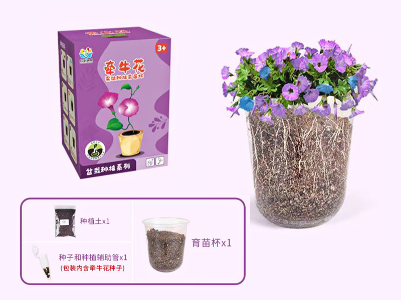 Morning Glory Planting Cup