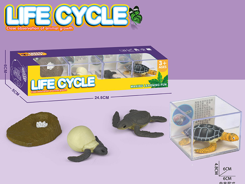 Life Cycle - The Evolution Of Turtle