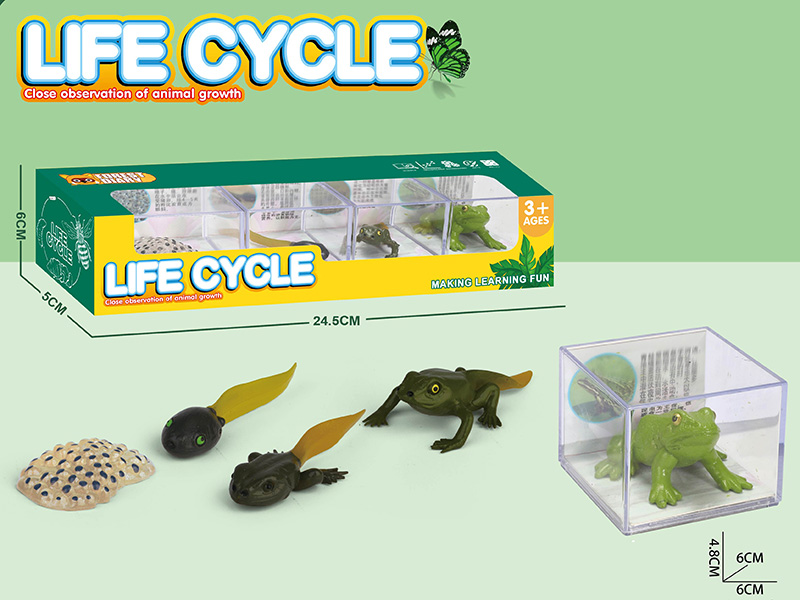 Life Cycle - The Evolution Of Frog