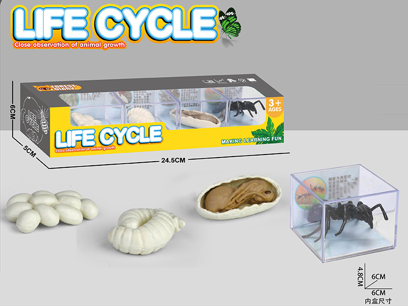Life Cycle - The Evolution Of  Ants