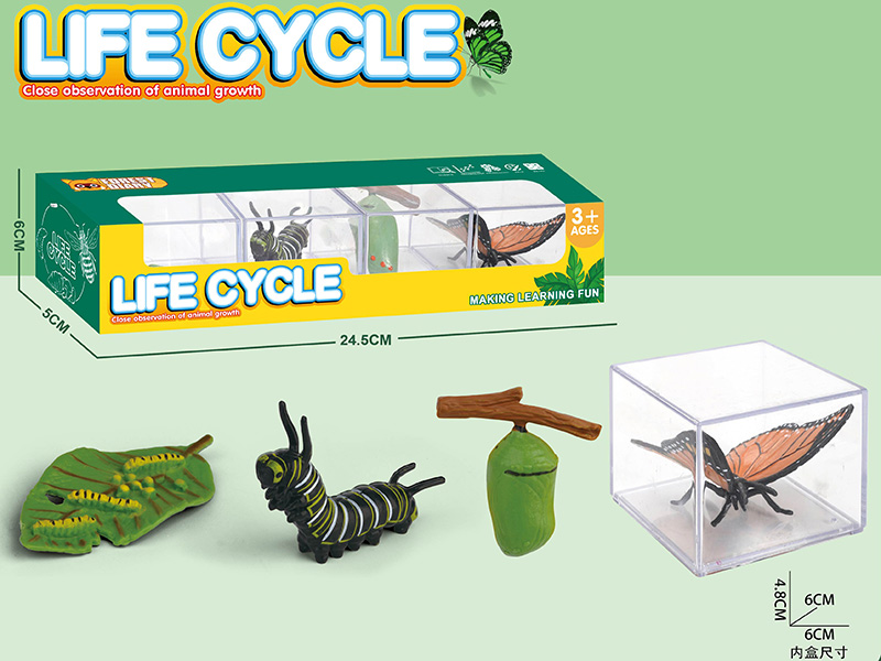 Life Cycle - The Evolution Of Monarch Butterflies