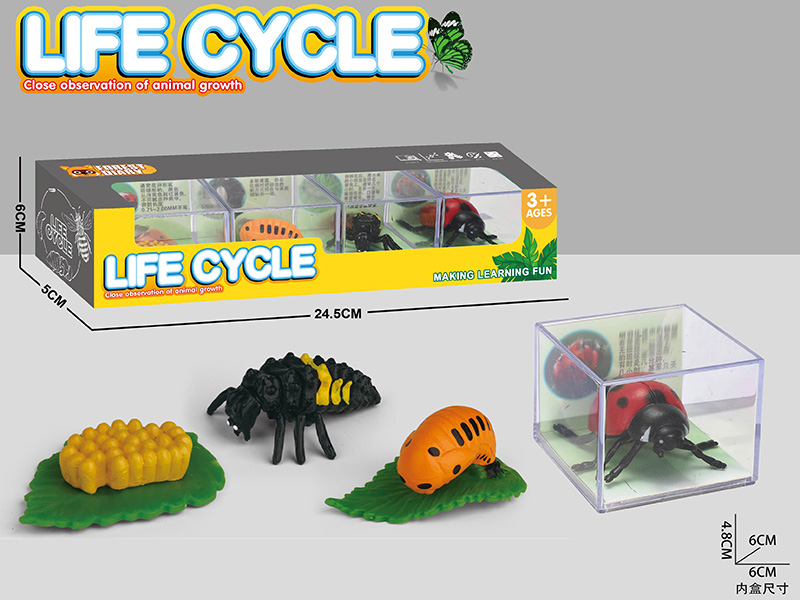 Life Cycle - The Evolution Of Ladybird
