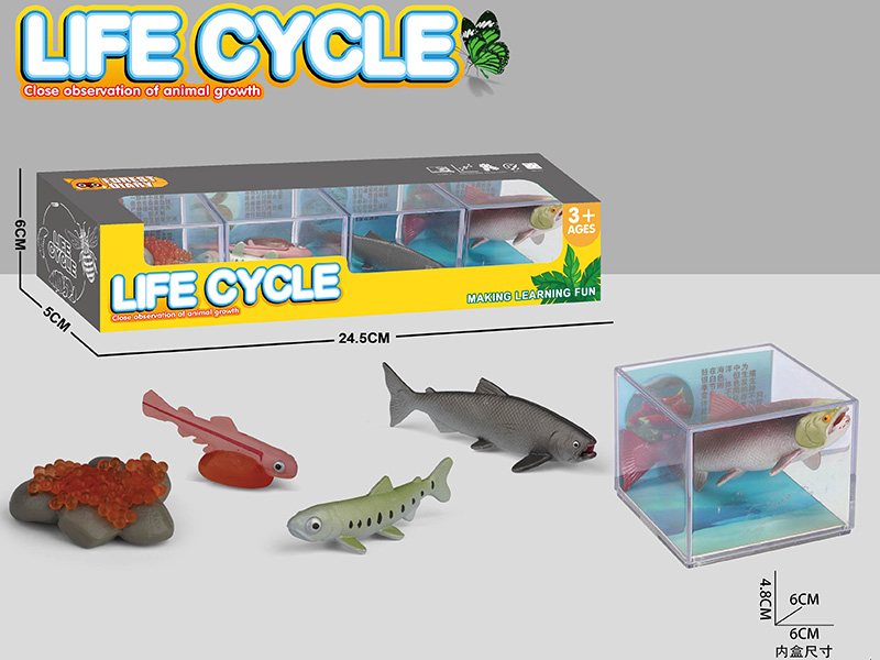 Life Cycle - The Evolution Of Salmon