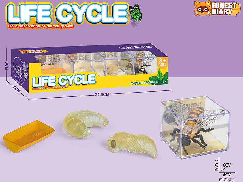 Life Cycle - The Evolution Of Hornets