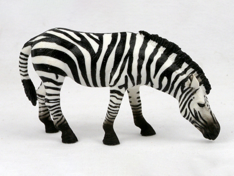 Drinking Zebra