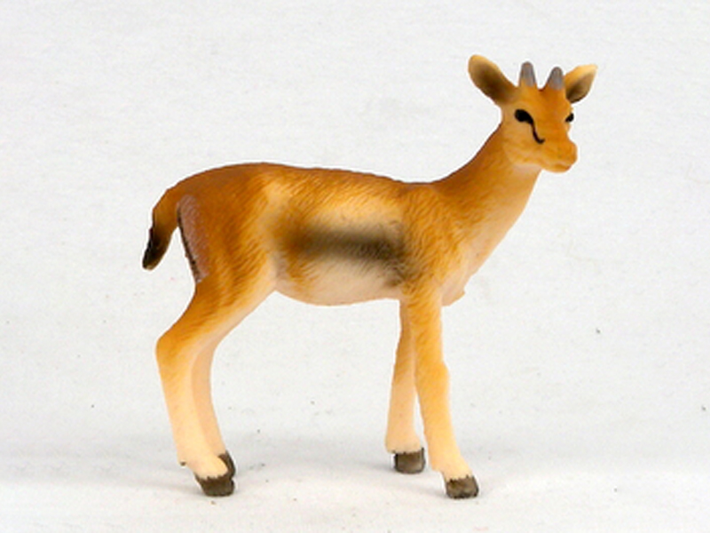 Antelope