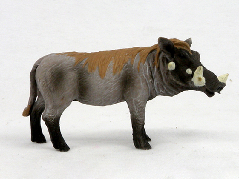 Male Warthog