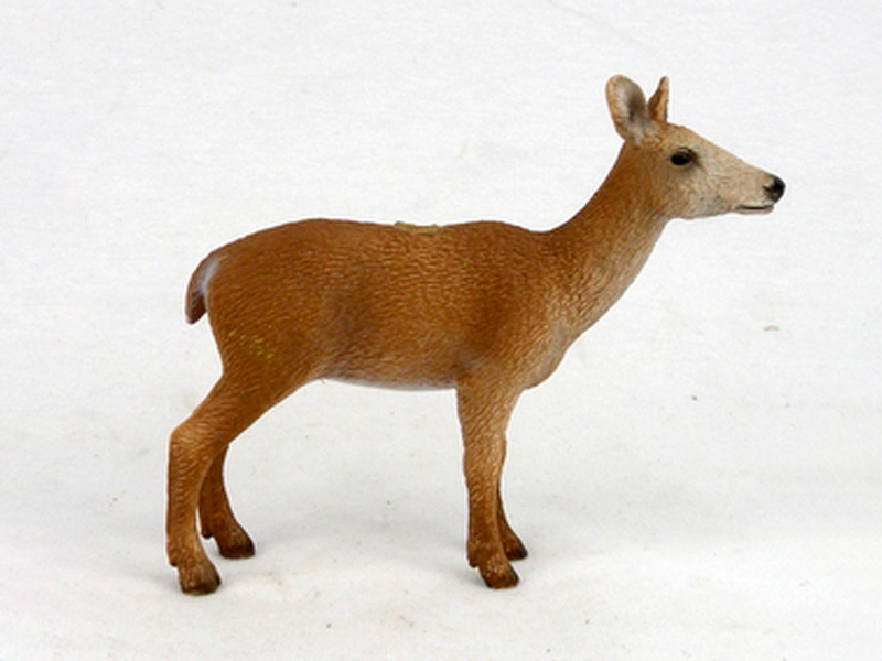 Female Red Deer