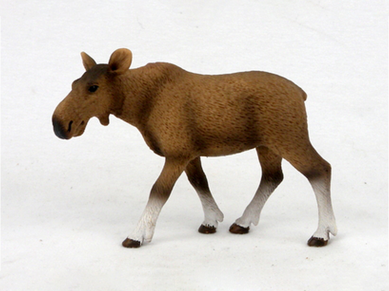 Female Moose