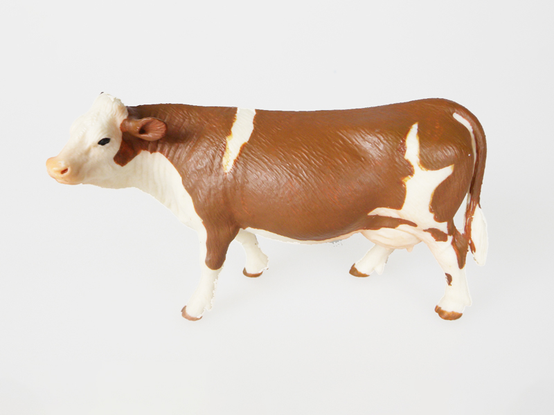 Simmental Cows