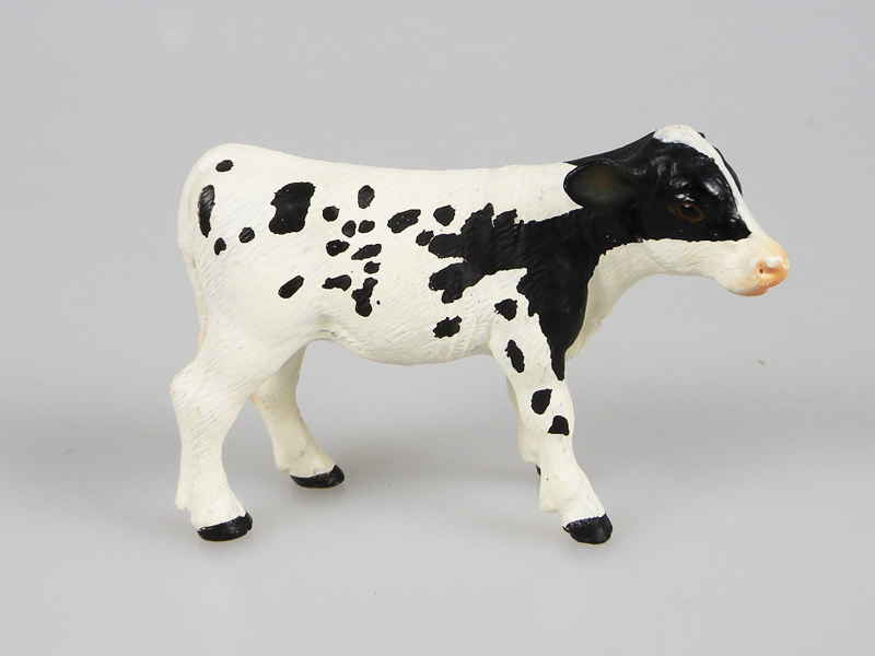 Holstein Calf