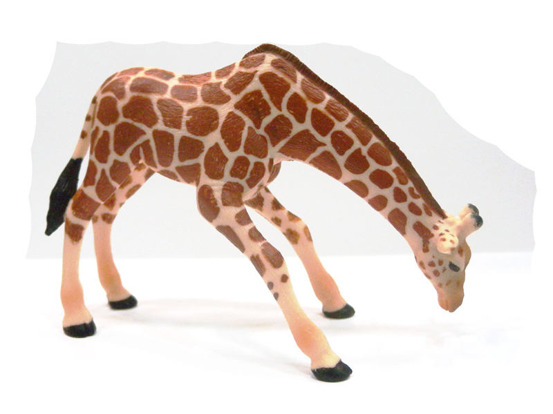 Drinking Giraffe