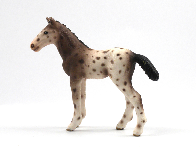 Knapo Shitu Pony