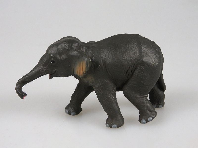 Asian Elephant