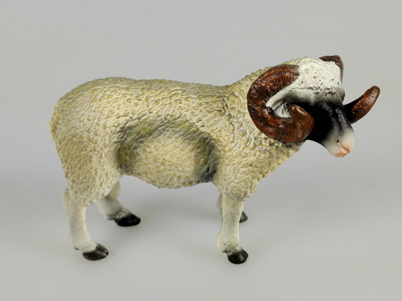Horned Sheep