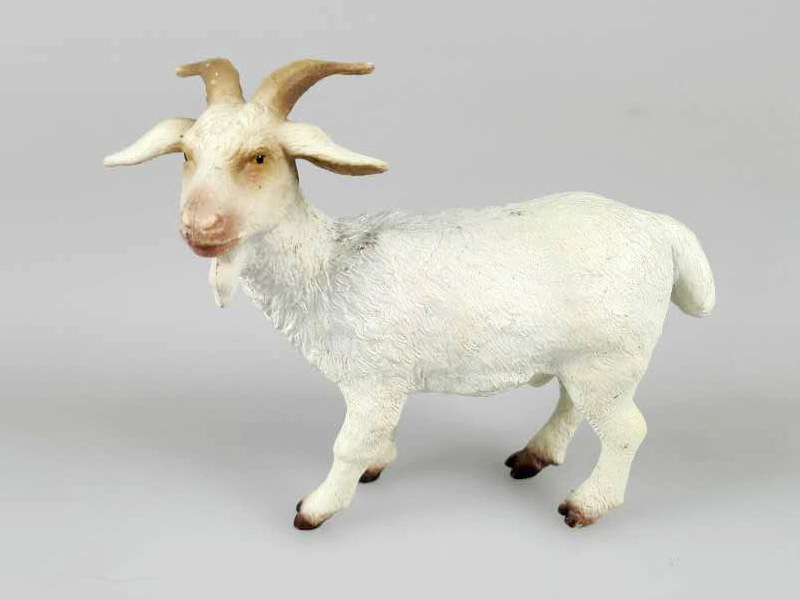 Goat