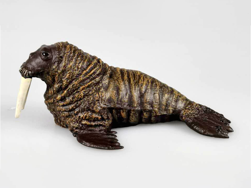 Walrus