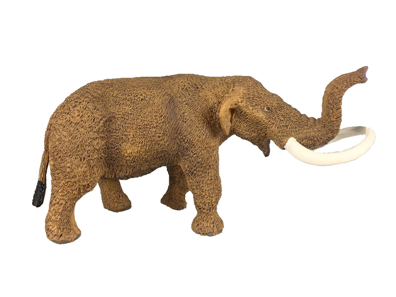 Mammut Americanum