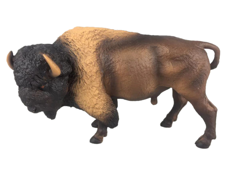 American Bison