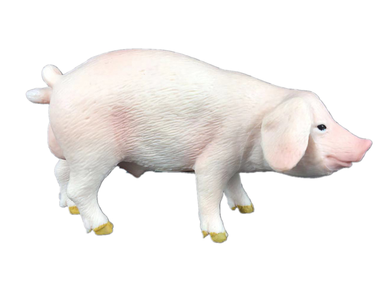 Eared Boar