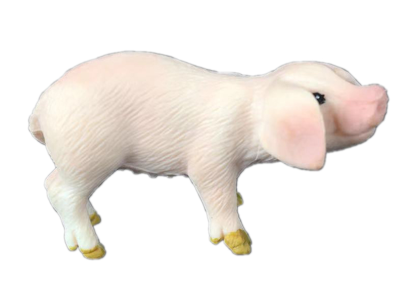 Eared Piglet