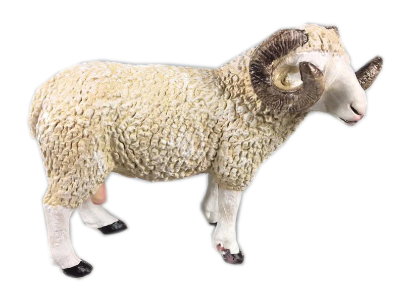 Horned Sheep