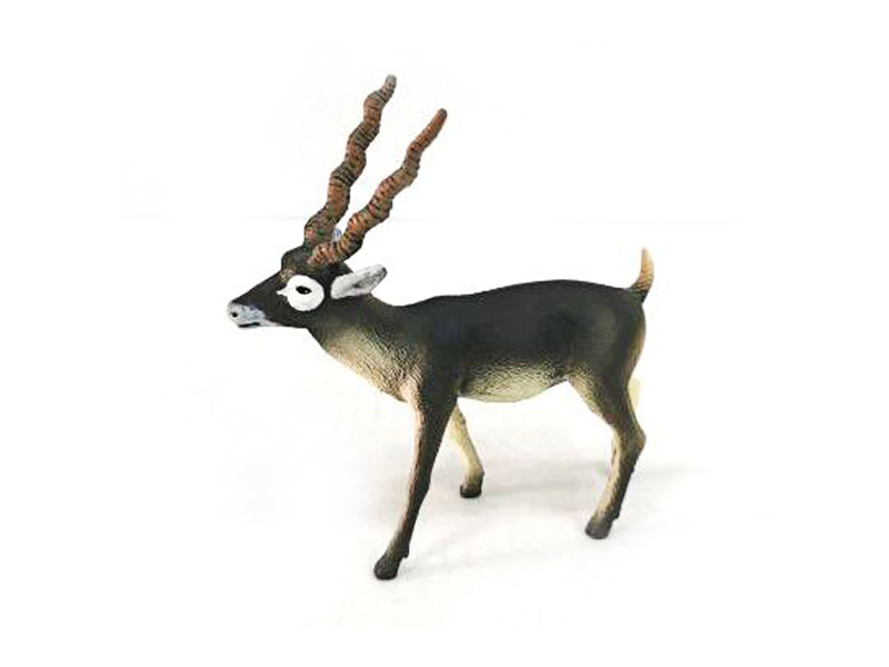 Indian Gazelle