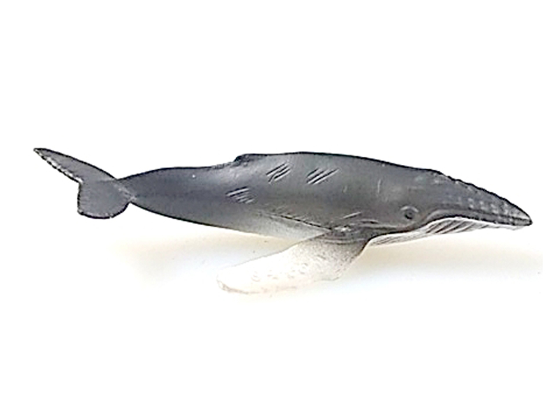 Gray Whale