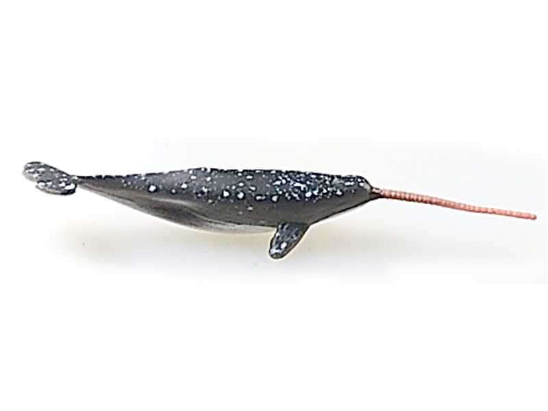 Narwhal