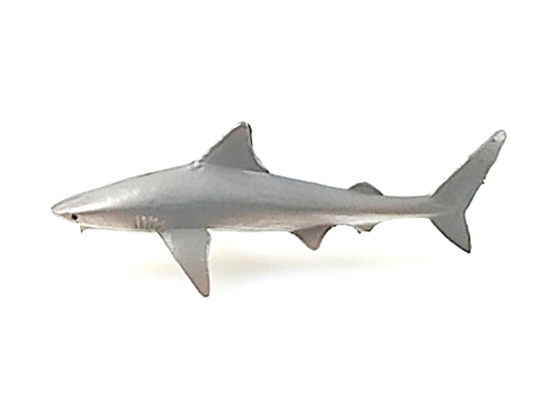 Shark