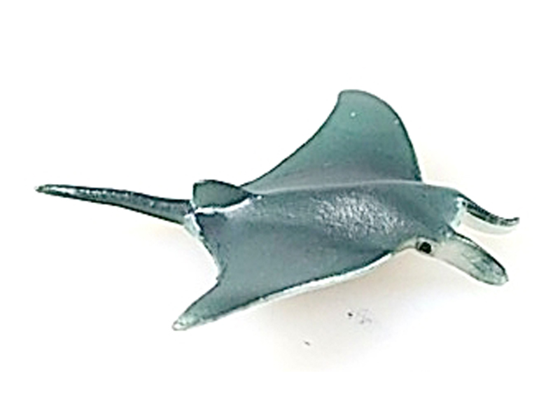 Manta Ray